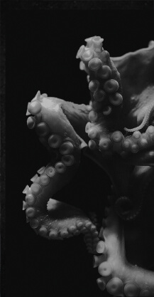 Cephalopods Cephalopods