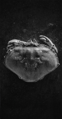 Shellfish Shellfish